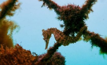 Seahorse