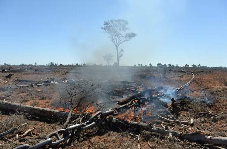 Land clearing, smoke, burning foliage