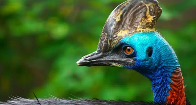 Cassowary