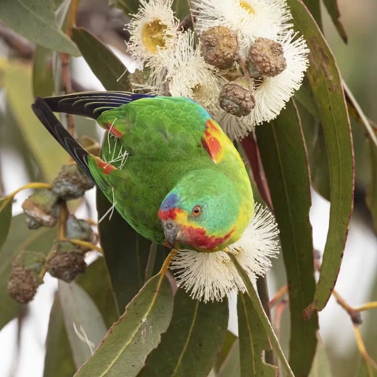 Swift parrot in a tree