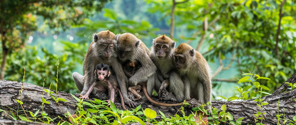 A group of monkeys