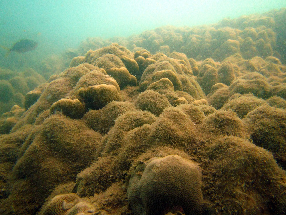 A coral reef with algal overgrowth.