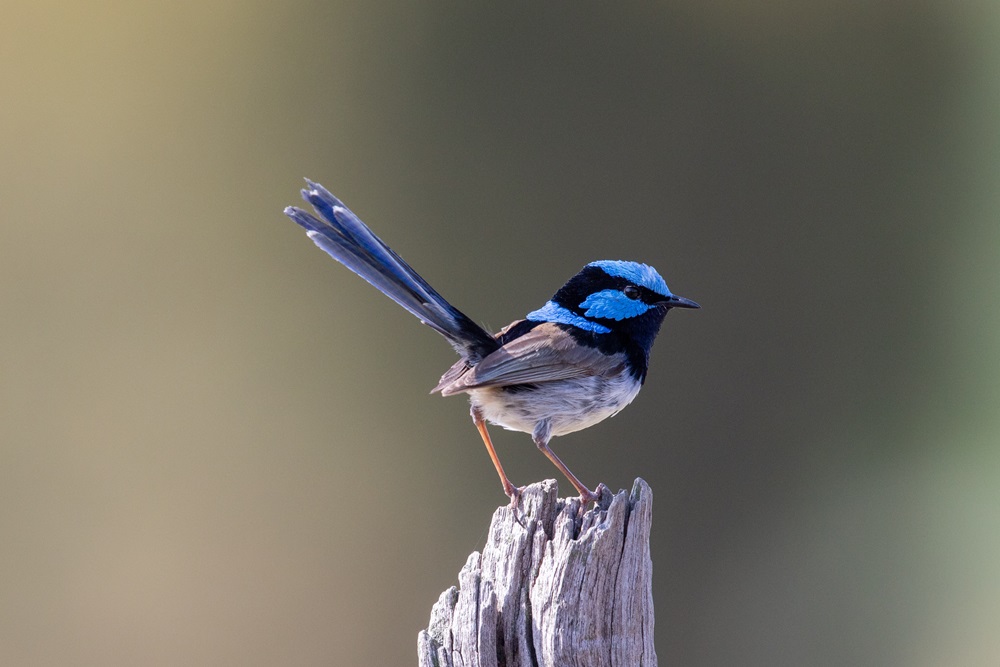 A blue superb fairywren bird