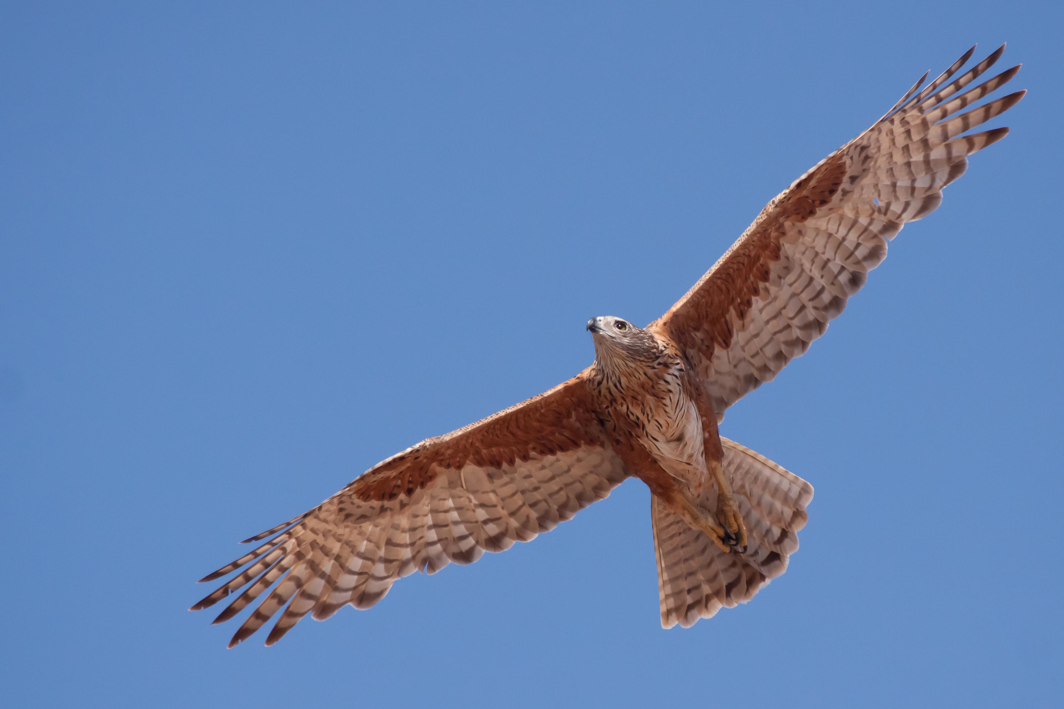 Red Goshawk