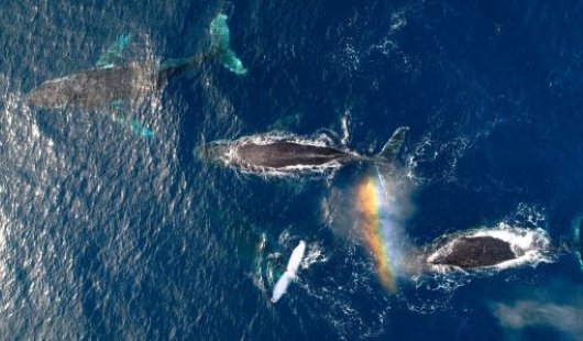 A pod of whales swimming