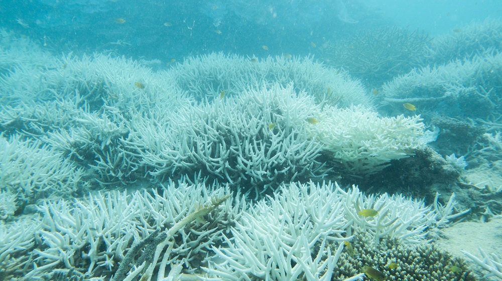 Under photo of coral bleaching