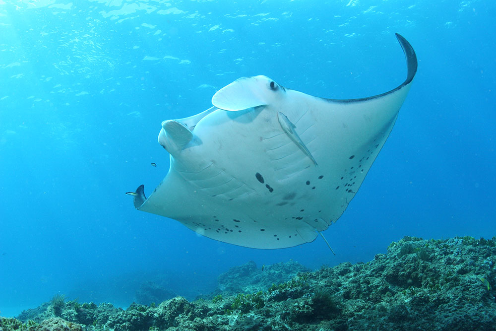 manta ray