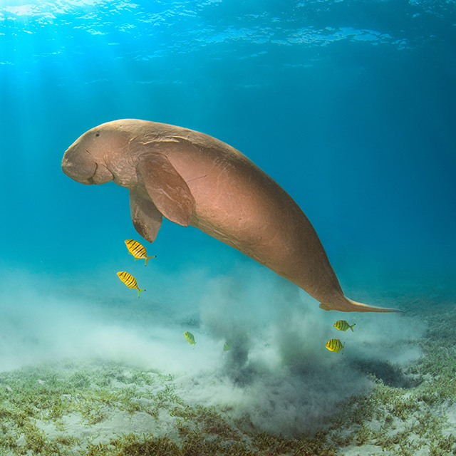 dugong