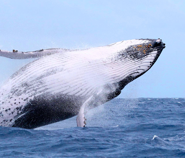 whale