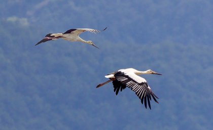 Birds
