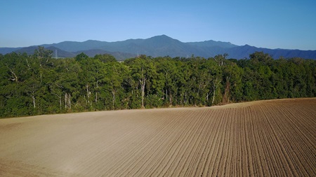 Deforestation