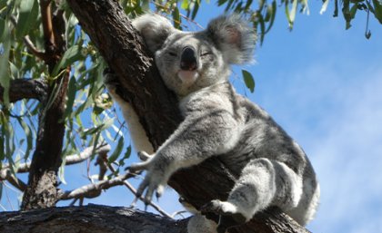 Koala