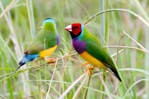 Birds