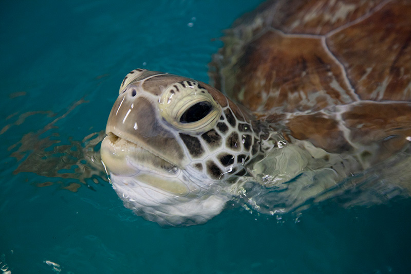 turtle in Moreton Bay