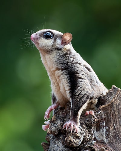 sugar glider