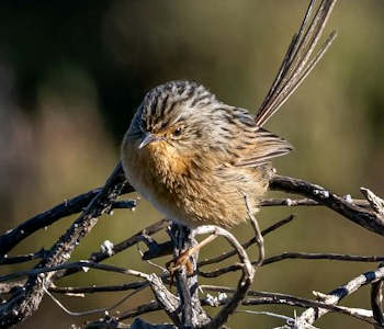 A small brown bird with a long tail sits on a branch.