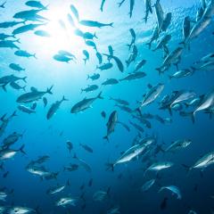 school of fish