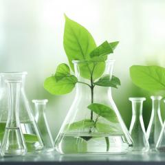 plants in science beakers