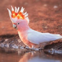 flaming galah