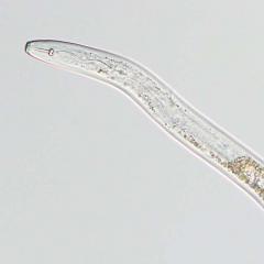 Pratylenchus thornei