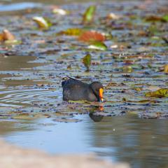 bird in lake