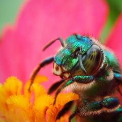 bee on flower