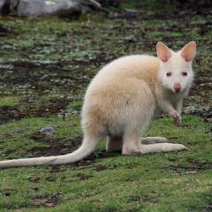 white kangaroo