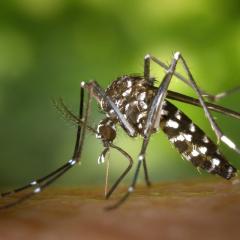 Mosquito