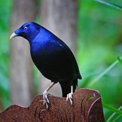 Bower bird