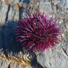 sea urchin