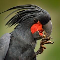 black cockatoo