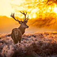 deer in the forest