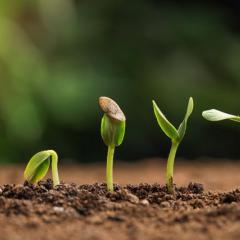 sprouts growing out of the soil