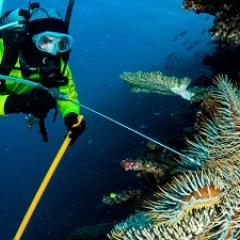Diver