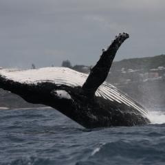 Whale breaching