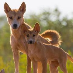 Dingoes