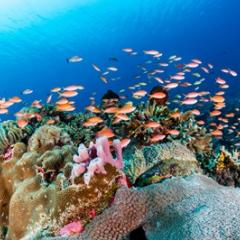 Coral reef