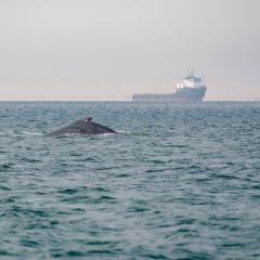 Whale in the ocean with a shipping container in the background