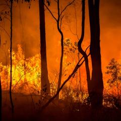 Australian bushfire