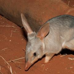 Bilby sniffing around in red dirt near a log