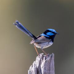 A blue superb fairywren bird