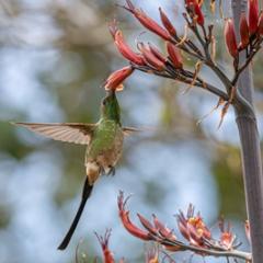 Colombia's black-tailed trainbearer