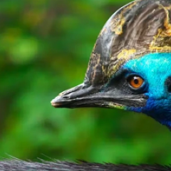 Cassowary