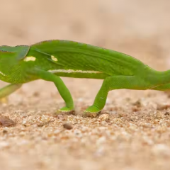 Chameleon