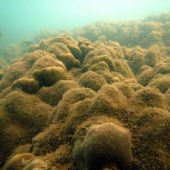 A coral reef with algal overgrowth.