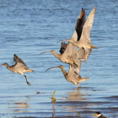 Curlews