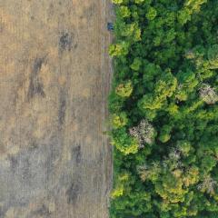 Deforestation