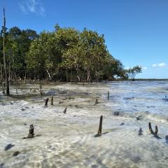 Mangroves