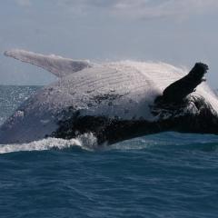 Whale