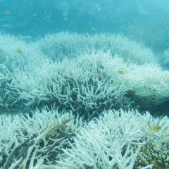Under photo of coral bleaching